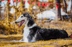 苏俄猎狼犬