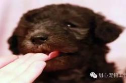 如何正确护理和养育你的幼犬？一步步指南