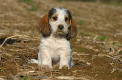 迷你贝吉格里芬凡丁犬