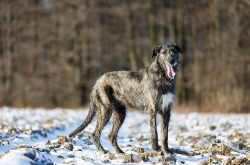 波兰德斯布比野犬