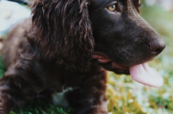 卷毛寻回犬