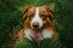 澳大利亚牧羊犬