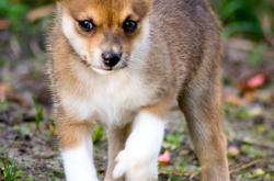 挪威伦德猎犬