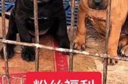 如何正确抚养比特幼犬？专家分享养犬经验