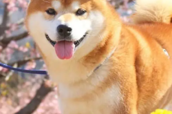  日本秋田犬