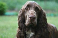 田野小猎犬