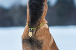 比利时牧羊犬：你的忠实伙伴，正确饲养方式助你建立深厚情感纽带