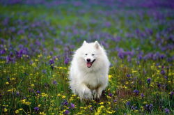 萨摩耶：优雅雪橇犬的生活画卷与性格解析