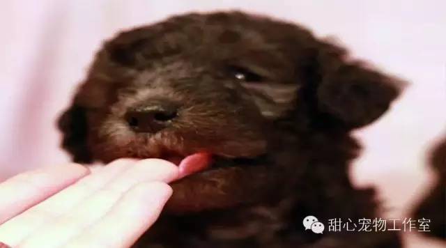 如何正确护理和养育你的幼犬？一步步指南