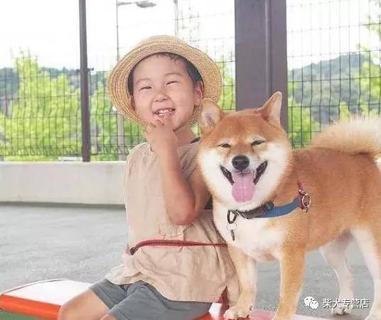 如何正确养护你的柴犬：必知的饲养技巧和注意事项