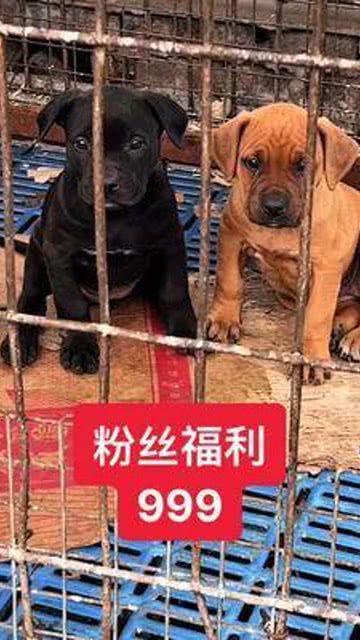 如何正确抚养比特幼犬？专家分享养犬经验