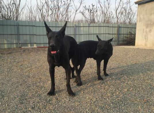 培养黑狼幼犬的关键技巧